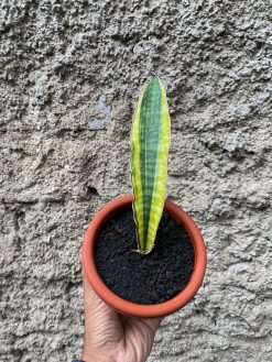 Sansevieria Leopard Bat Variegated, real gallery image #3 plants. Picture taken directly from kaktus.id community Sansevieria farmer green houses.