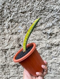 Sansevieria Leopard Bat Variegated, real gallery image #1 plants. Picture taken directly from kaktus.id community Sansevieria farmer green houses.