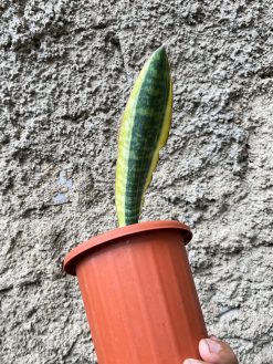 Sansevieria Leopard Bat Variegated, real gallery image #4 plants. Picture taken directly from kaktus.id community Sansevieria farmer green houses.