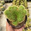 Cleistocactus Winteri Forma Cristata, real feature image plant. Picture taken directly from kaktus.id community Cleistocactus farmer green houses.