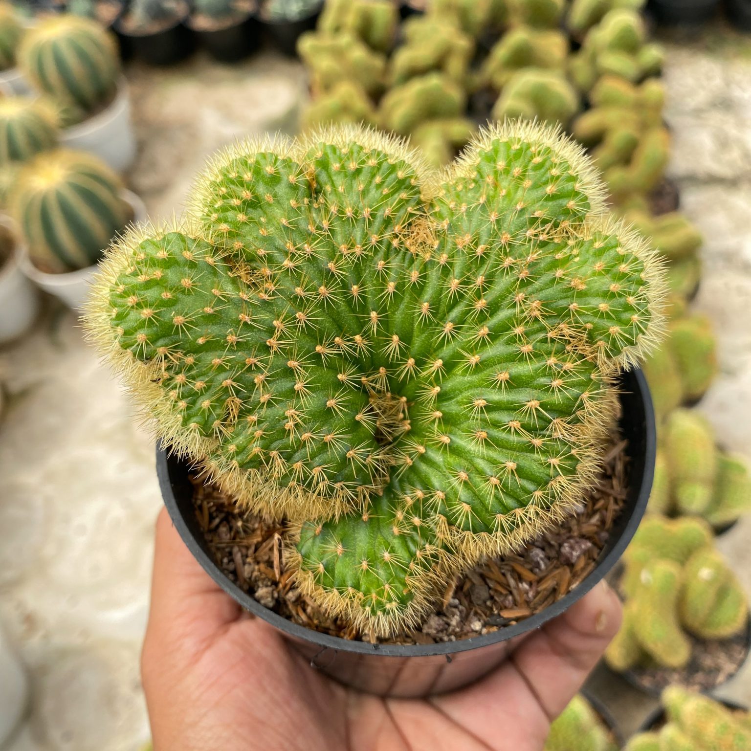 Cleistocactus Winteri Forma Cristata, real feature image plant. Picture taken directly from kaktus.id community Cleistocactus farmer green houses.