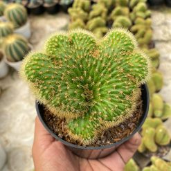 Cleistocactus Winteri Forma Cristata, real feature image plant. Picture taken directly from kaktus.id community Cleistocactus farmer green houses.