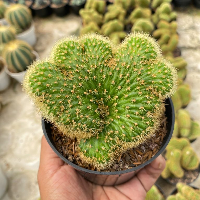 1408. Cleistocactus Winteri Forma Cristata ( Appendix II – Special Permit Needed* )