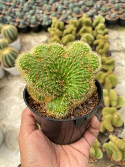 Cleistocactus Winteri Forma Cristata, real gallery image #1 plants. Picture taken directly from kaktus.id community Cleistocactus farmer green houses.