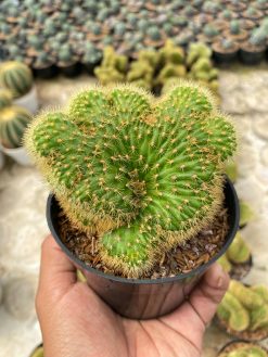 Cleistocactus Winteri Forma Cristata, real gallery image #2 plants. Picture taken directly from kaktus.id community Cleistocactus farmer green houses.