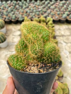 Cleistocactus Winteri Forma Cristata, real gallery image #4 plants. Picture taken directly from kaktus.id community Cleistocactus farmer green houses.