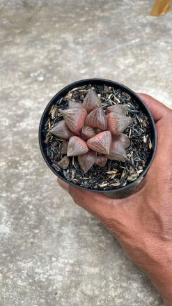 Haworthia Compton Hybrid, real gallery image #1 plants. Picture taken directly from kaktus.id community Haworthia farmer green houses.
