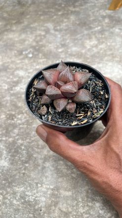 Haworthia Compton Hybrid, real gallery image #2 plants. Picture taken directly from kaktus.id community Haworthia farmer green houses.