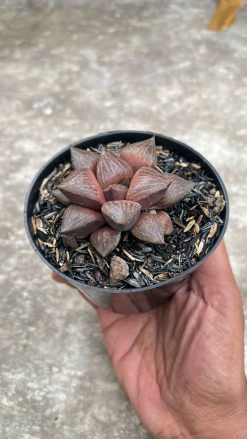 Haworthia Compton Hybrid, real gallery image #3 plants. Picture taken directly from kaktus.id community Haworthia farmer green houses.