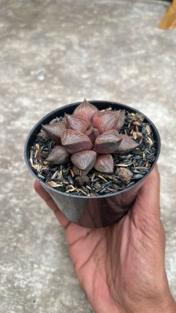 Haworthia Compton Hybrid, real gallery image #4 plants. Picture taken directly from kaktus.id community Haworthia farmer green houses.