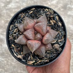 Haworthia Compton Hybrid, real feature image plant. Picture taken directly from kaktus.id community Haworthia farmer green houses.