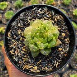 Haworthia Obtusa Marin Variegated, real feature image plant. Picture taken directly from kaktus.id community Haworthia farmer green houses.