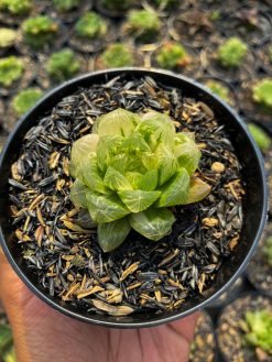 Haworthia Obtusa Marin Variegated, real gallery image #1 plants. Picture taken directly from kaktus.id community Haworthia farmer green houses.
