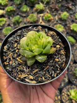 Haworthia Obtusa Marin Variegated, real gallery image #2 plants. Picture taken directly from kaktus.id community Haworthia farmer green houses.