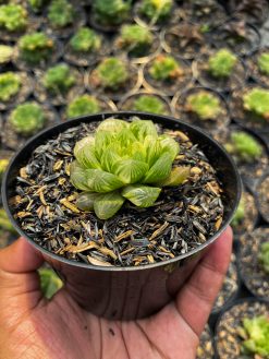 Haworthia Obtusa Marin Variegated, real gallery image #3 plants. Picture taken directly from kaktus.id community Haworthia farmer green houses.