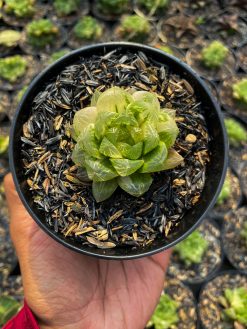 Haworthia Obtusa Marin Variegated, real gallery image #4 plants. Picture taken directly from kaktus.id community Haworthia farmer green houses.