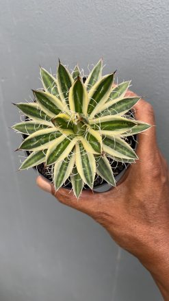 Agave Filifera Marginata, real gallery image #1 plants. Picture taken directly from kaktus.id community Agave farmer green houses.