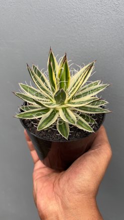 Agave Filifera Marginata, real gallery image #2 plants. Picture taken directly from kaktus.id community Agave farmer green houses.