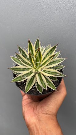 Agave Filifera Marginata, real gallery image #3 plants. Picture taken directly from kaktus.id community Agave farmer green houses.