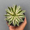 Agave Filifera Marginata, real feature image plant. Picture taken directly from kaktus.id community Agave farmer green houses.