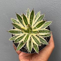 Agave Filifera Marginata, real feature image plant. Picture taken directly from kaktus.id community Agave farmer green houses.