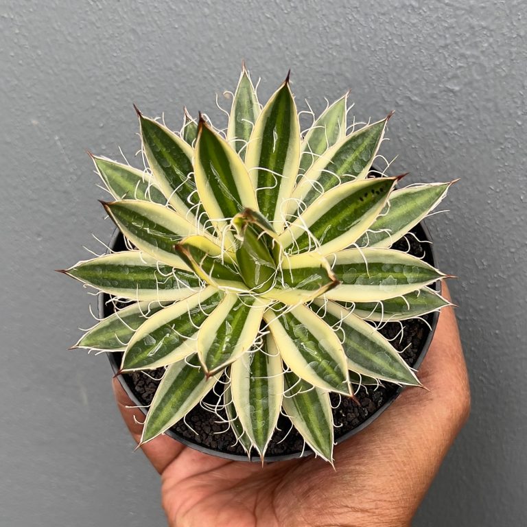1411. Agave Filifera Marginata