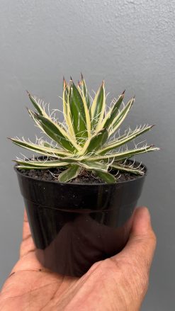 Agave Filifera Marginata, real gallery image #4 plants. Picture taken directly from kaktus.id community Agave farmer green houses.