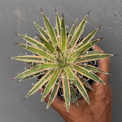 Agave Leopoldii Variegated, real feature image plant. Picture taken directly from kaktus.id community Agave farmer green houses.