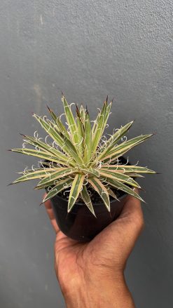 Agave Leopoldii Variegated, real gallery image #1 plants. Picture taken directly from kaktus.id community Agave farmer green houses.