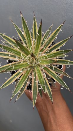 Agave Leopoldii Variegated, real gallery image #3 plants. Picture taken directly from kaktus.id community Agave farmer green houses.