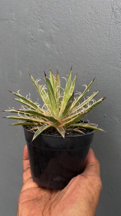 Agave Leopoldii Variegated, real gallery image #4 plants. Picture taken directly from kaktus.id community Agave farmer green houses.