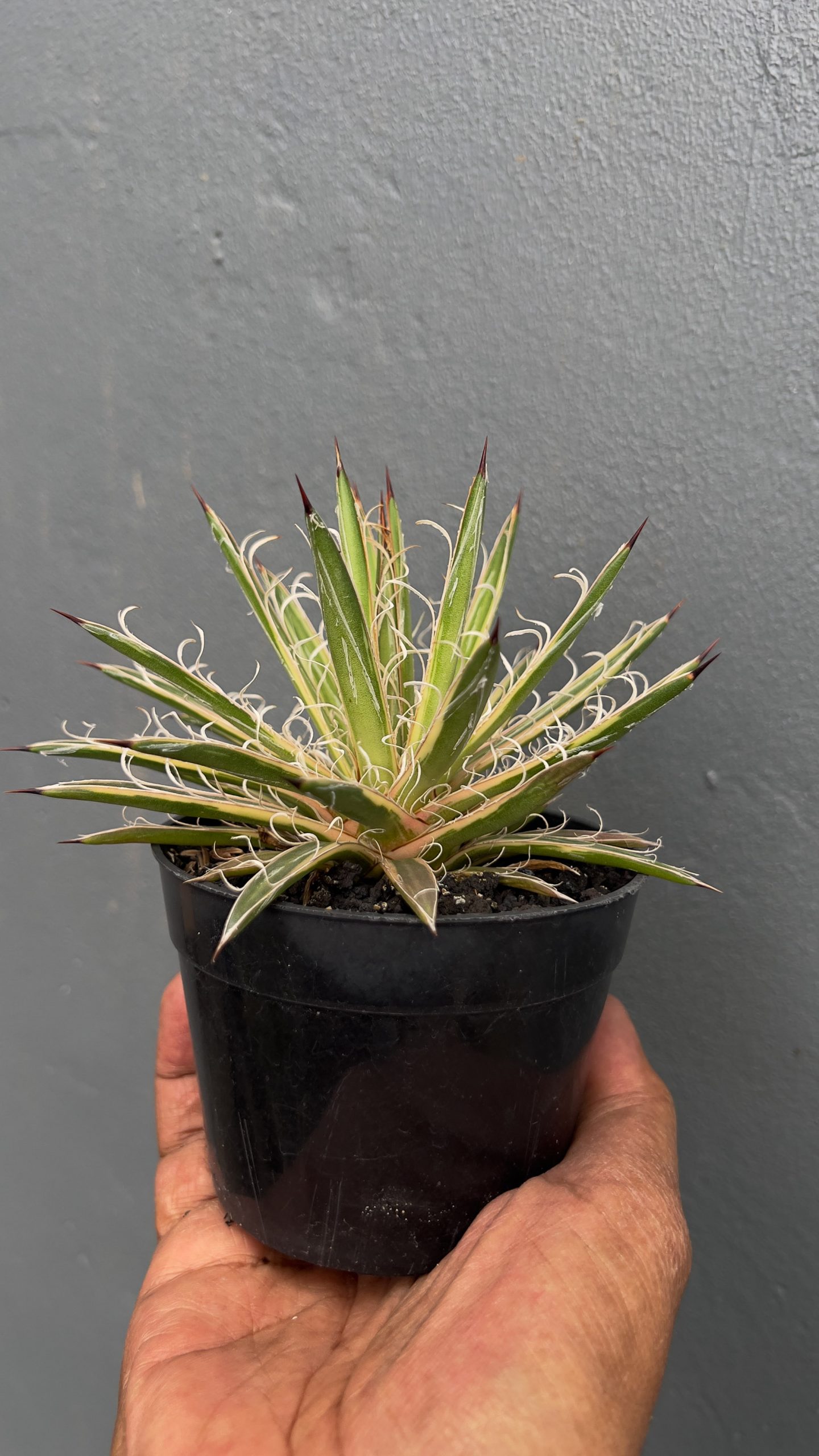 Agave Leopoldii Variegated For Sale - Real Pictures, kaktus.id Plants  Exporter