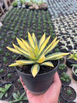 Agave Burn Burgundy Mediopicta Variegated, real gallery image #1 plants. Picture taken directly from kaktus.id community Agave farmer green houses.
