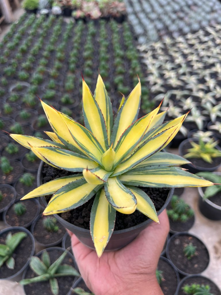 kaktus.id