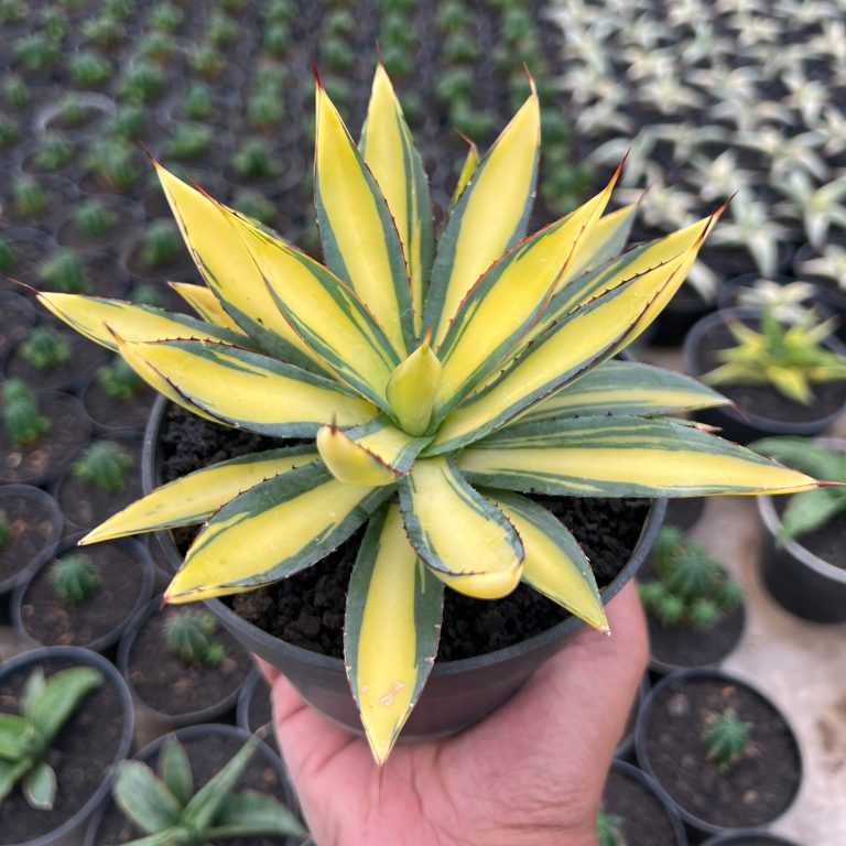 1413. Agave Burn Burgundy Mediopicta Variegated
