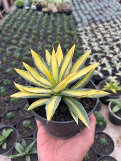 Agave Burn Burgundy Mediopicta Variegated, real gallery image #6 plants. Picture taken directly from kaktus.id community Agave farmer green houses.