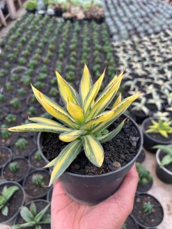 Agave Burn Burgundy Mediopicta Variegated, real gallery image #7 plants. Picture taken directly from kaktus.id community Agave farmer green houses.
