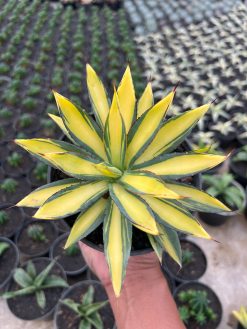 Agave Burn Burgundy Mediopicta Variegated, real gallery image #8 plants. Picture taken directly from kaktus.id community Agave farmer green houses.