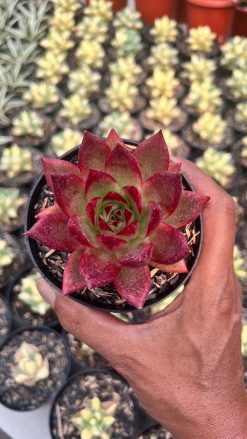 Echeveria Romeo Rubin, real gallery image #1 plants. Picture taken directly from kaktus.id community Echeveria farmer green houses.