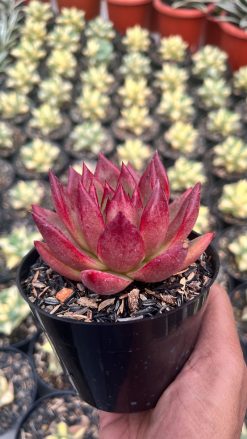 Echeveria Romeo Rubin, real gallery image #2 plants. Picture taken directly from kaktus.id community Echeveria farmer green houses.