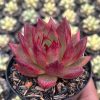 Echeveria Romeo Rubin, real feature image plant. Picture taken directly from kaktus.id community Echeveria farmer green houses.