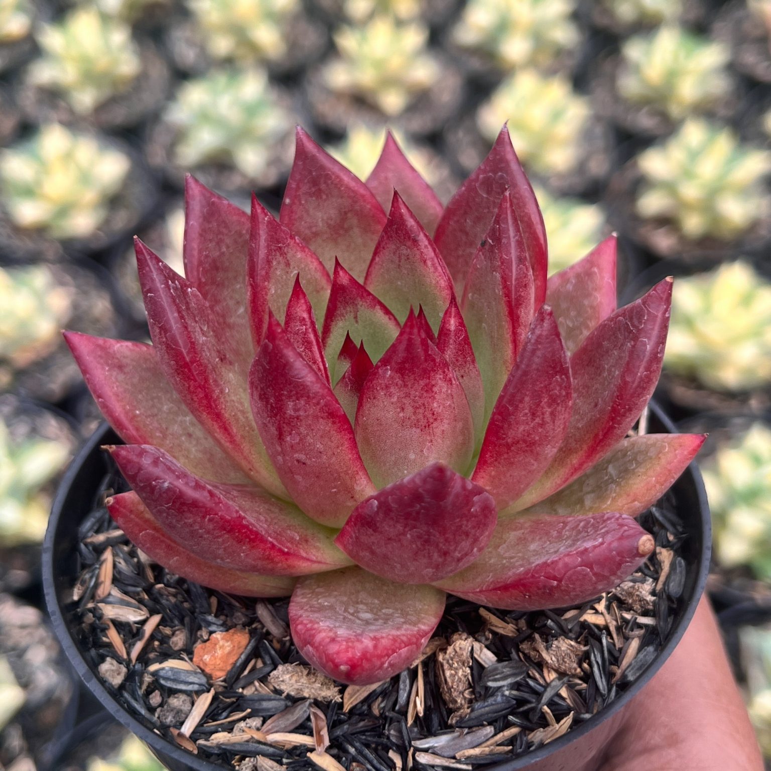 Echeveria Romeo Rubin, real feature image plant. Picture taken directly from kaktus.id community Echeveria farmer green houses.