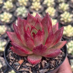 Echeveria Romeo Rubin, real feature image plant. Picture taken directly from kaktus.id community Echeveria farmer green houses.