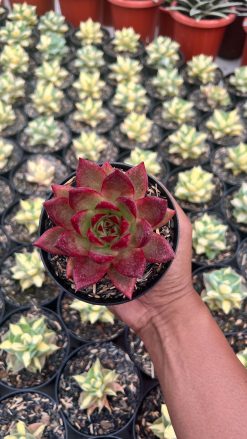 Echeveria Romeo Rubin, real gallery image #3 plants. Picture taken directly from kaktus.id community Echeveria farmer green houses.