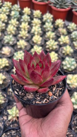 Echeveria Romeo Rubin, real gallery image #4 plants. Picture taken directly from kaktus.id community Echeveria farmer green houses.