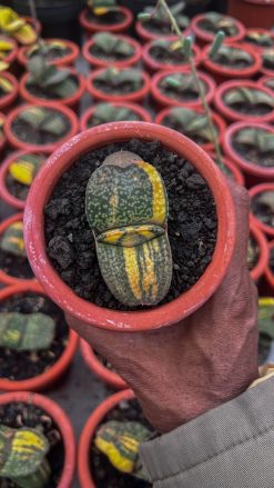 Gasteria Kyoriu, real gallery image #1 plants. Picture taken directly from kaktus.id community Gasteria farmer green houses.