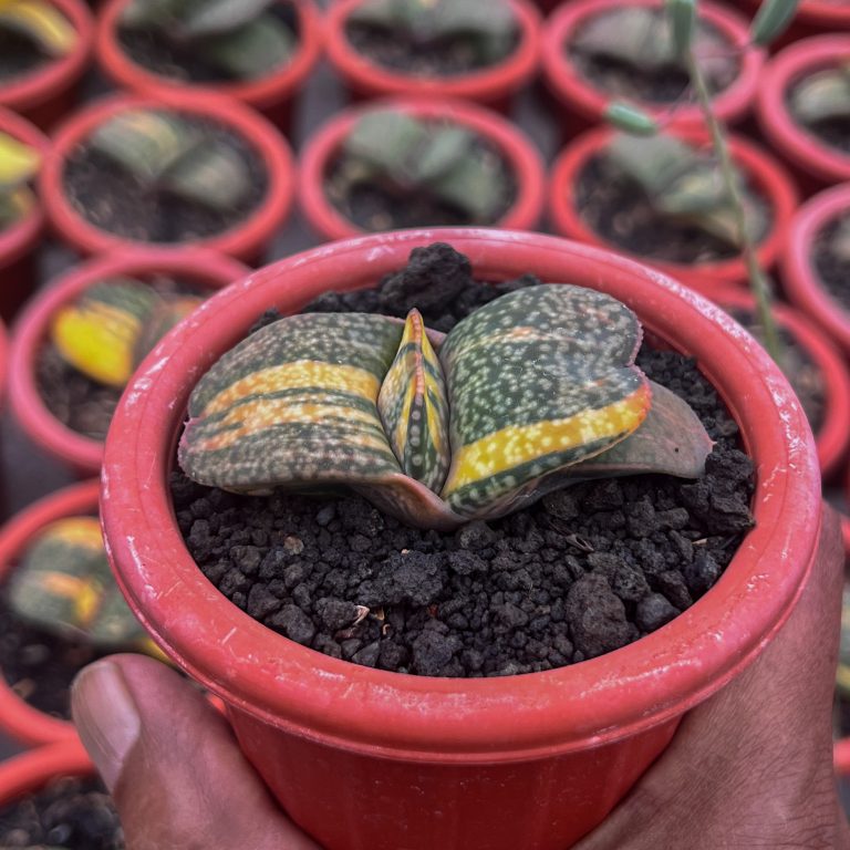 1416. Gasteria Kyoriu