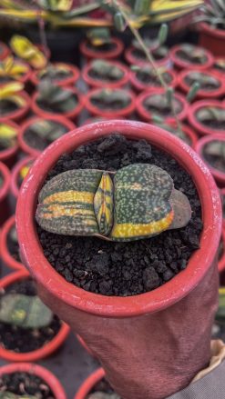 Gasteria Kyoriu, real gallery image #2 plants. Picture taken directly from kaktus.id community Gasteria farmer green houses.
