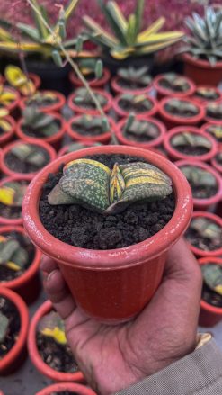 Gasteria Kyoriu, real gallery image #3 plants. Picture taken directly from kaktus.id community Gasteria farmer green houses.