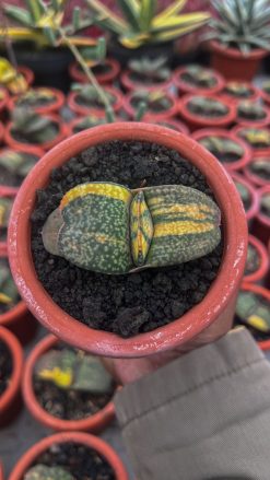 Gasteria Kyoriu, real gallery image #4 plants. Picture taken directly from kaktus.id community Gasteria farmer green houses.